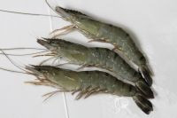 Tôm Sú nguyên con (HOSO Black Tiger shrimp)